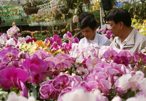 Hoa dừa cạn rủ, hoa dua can ru, hoa Tết, hoa Tet, hạt giống hoa, hoa treo, dạ yến thảo, hoa treo ban công, hoa phong lu, hoa phong lu thao, hoa phong lữ, hoa phong lữ thảo, hạt giống hoa oải hương, bán hạt giống hoa oải hương, hat giong hoa oai huong, hạt giống  chất lượng cao, hat giong hoa , hat giong hoa chat luong cao, hoa trong tham, hoa trong chau,